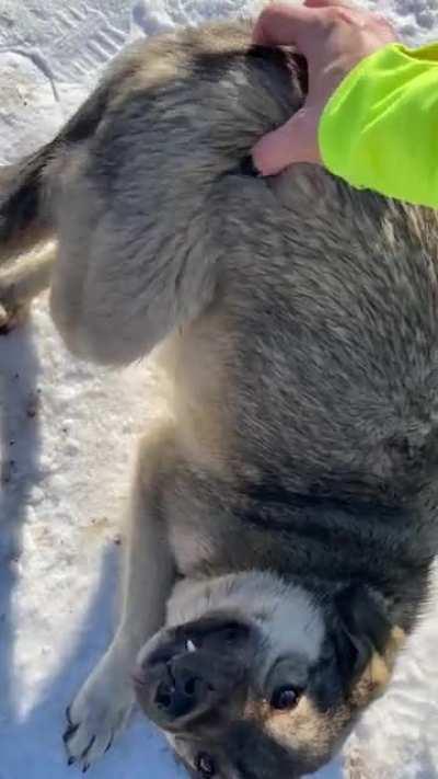 I live as an expat in Kazakhstan, which has a high stray dog population. This guy knew the butt scratches drill regardless of the language barrier. 😂