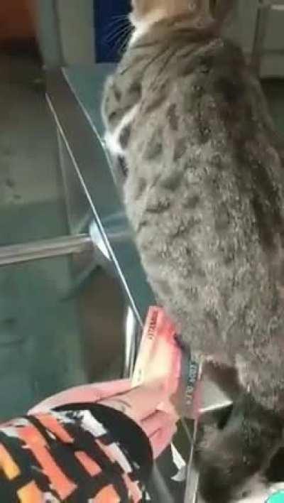 In Istanbul you need to get permission from cats for everything