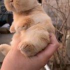 Баян мимимишности