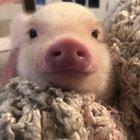 Little piggie
