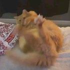 Trying to do sit ups