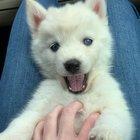 On our way home with our new baby husky Lily!