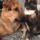 Dog requests cuddles