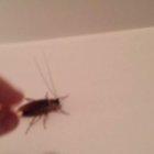 Sometimes cockroaches attack