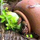 Baby snakes have a pot to hiss in