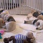 Future Service Dogs Try On New Service Vests!