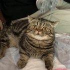 We’ve finally found the solution to all problems regarding cats