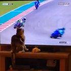 Th cat controlls all