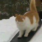 Find this talented boi on insta @taddyskates :D