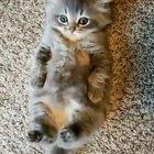 Kitty wants to dance all night