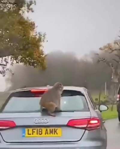 Monkeys at West Midland safari park (UK)