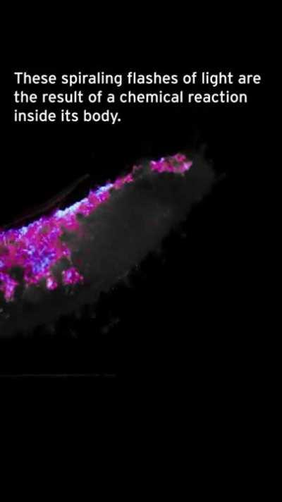 Deep Sea Cucumber has a secret glow-up.