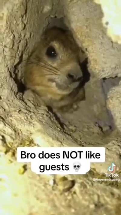 Perfectly cut screams animal edition. Also, what animal is this?