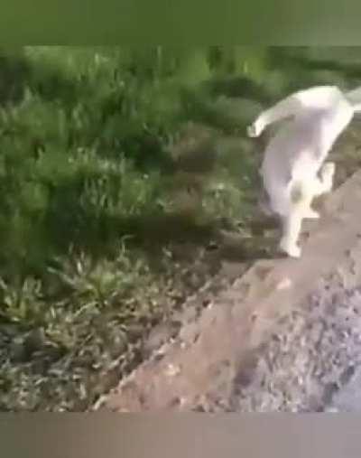 Mais uma vítima (tobia não para kkkk)