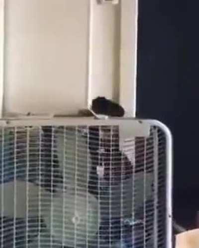 Dumbazz almost ended his life