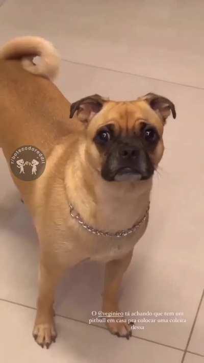 A genética é maravilhosa! 