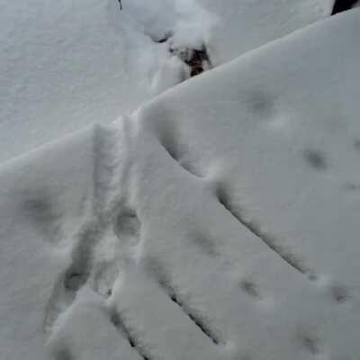 Scarlet v. 40 inches of snow.