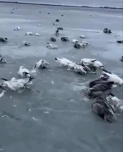 It has sharply cooled from 1.6°C to -52.3°C in the Chinese province. This led to the mass death of birds in one of the lakes, where thousands of them were frozen in the ice.