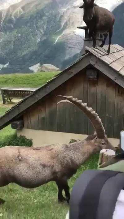 🔥 Welcome to Switzerland