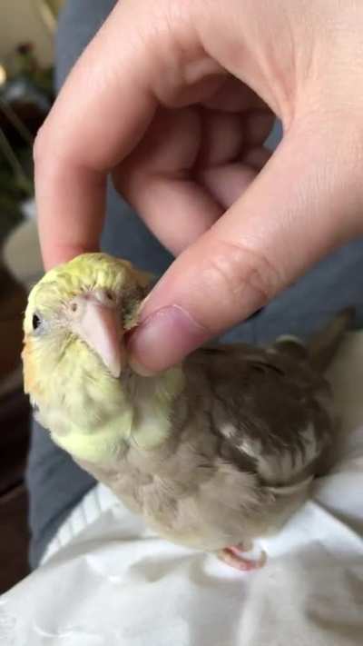 Very soft happy cheeps!