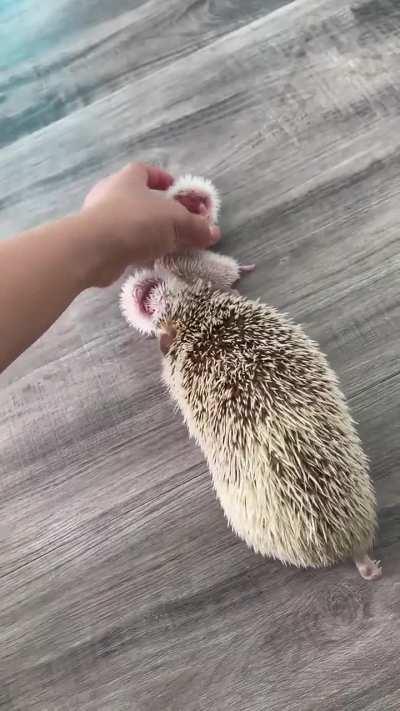 Baby Hedgehogs 🦔
