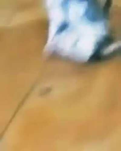 gatitos peliando con musica de linkin park de fondo (copyright alert 🔇)