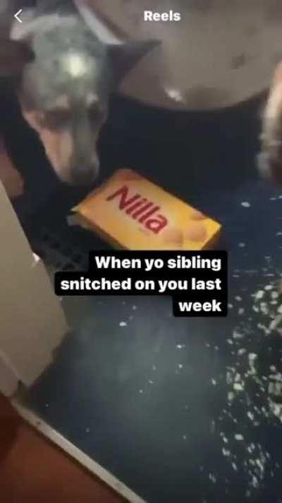 Snitch dog