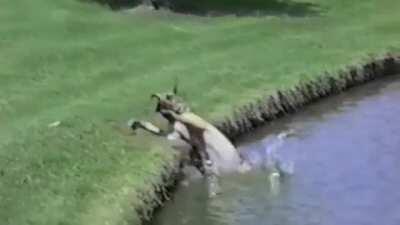 Great Danes are the biggest of derps