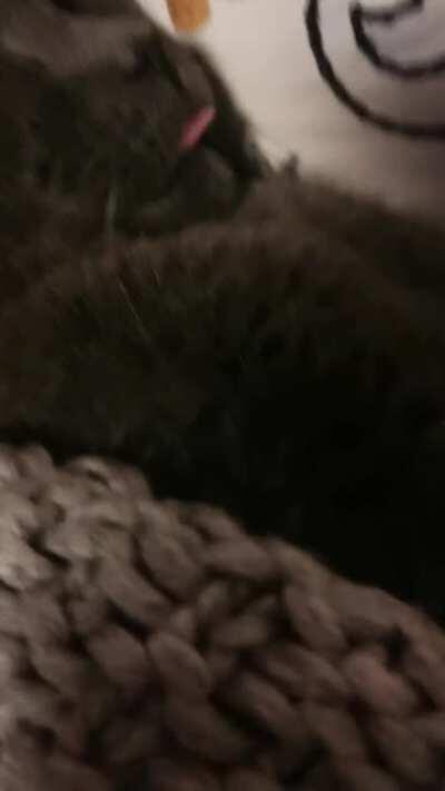 I am one with the blep