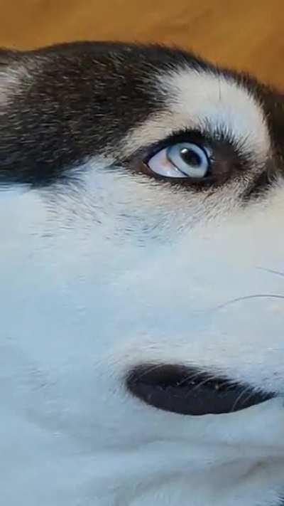 Riiight theere HOOOMAN🐺❤️🐺❤️