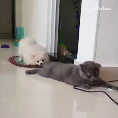 poor kitty has so much tolerance