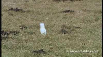 A Beringian ermine hunts down a European vole in a field in Germany