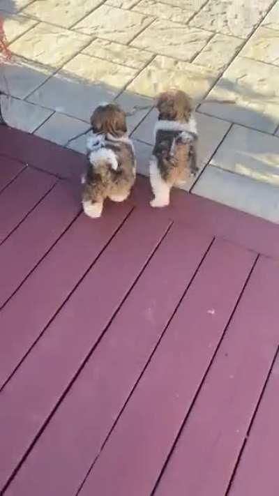 These two doggos sharing a stick