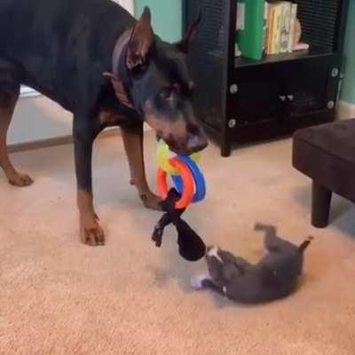 Little Pupper Takes on Large Brother...