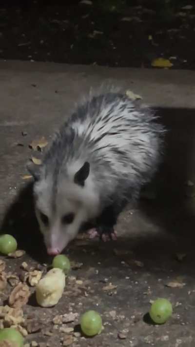 We have a new friend!!! His name is Chester!