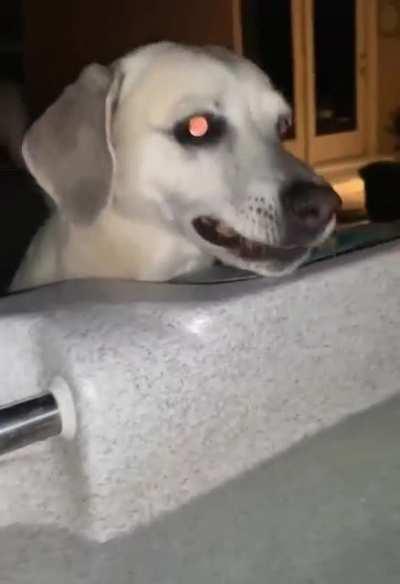 Dog loves to drop rocks in the jacuzzi.