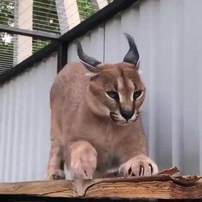 Big Ears & Big Toes & a Big Stretch