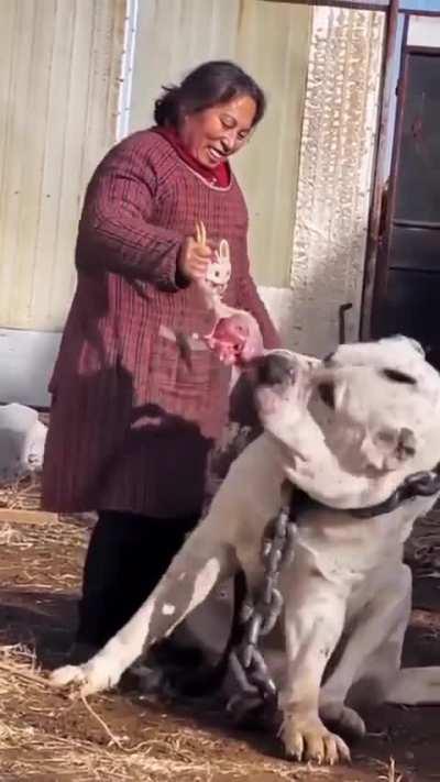 Absolute unit of a Dog