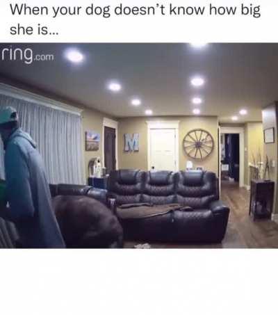 Dog is totally unaware of its own size