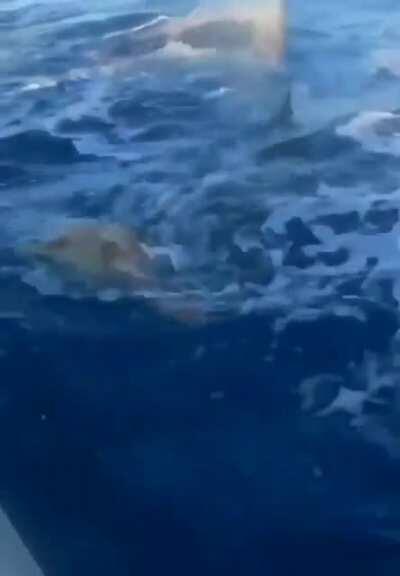 A turtle trying to escape from a shark