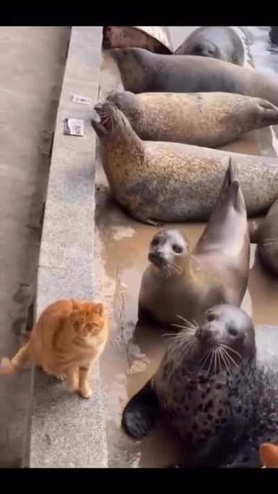 Cat seals the target