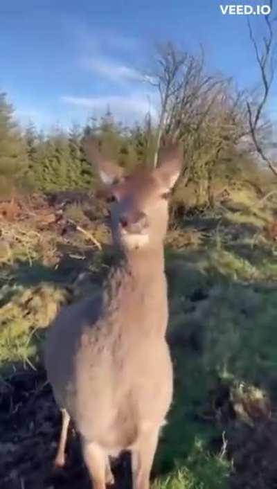 A hunter while aiming at a deer, pulls down his weapon, and she peacefully approaches him.