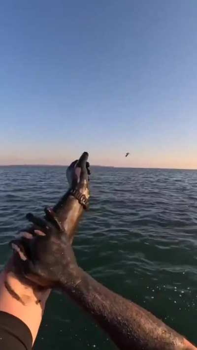 This is how strong Squid's Ink is in stability and pigment intensity after a week