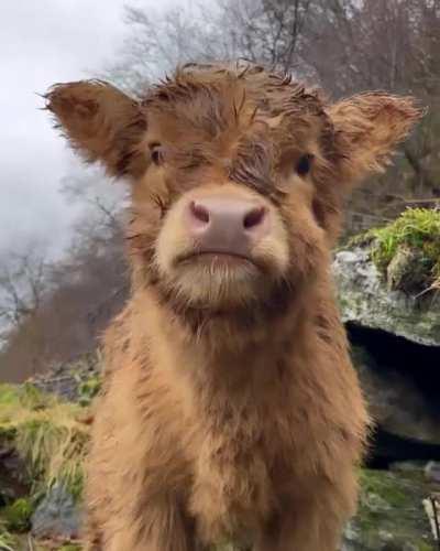 He loves the rain 😍