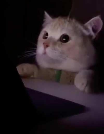 Kitty watches horror movie.