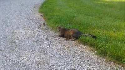 A hitmunk strikes from out of nowhere