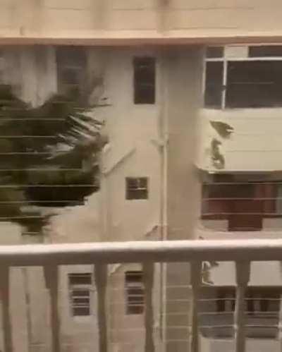 The dancing tree 🌴