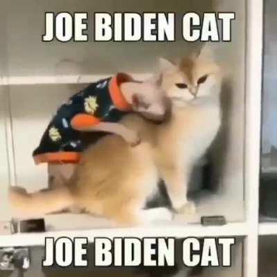 joe biden cat