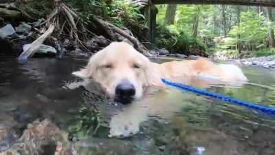 Not a single woof was given