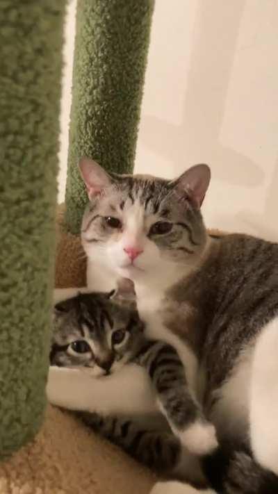 Im absolutely melting right now. Came upon their first cuddle session this evening. Must apprehend both of these criminals for being too cute. 🥺🥹